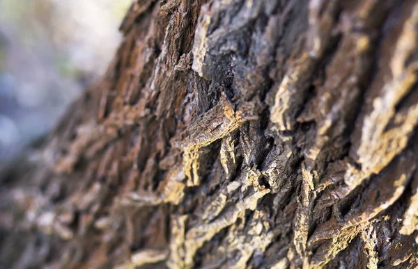 Old Tree Trunk Bark Close Background — Stock Photo, Image