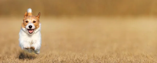 Juguetón Feliz Perro Sonriente Cachorro Corriendo Saltando Hierba Banner Cuidado —  Fotos de Stock