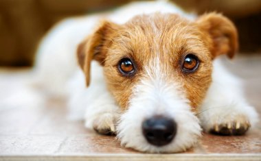 Komik, sevimli köpek yavrusu suratı, duygusal aşk.