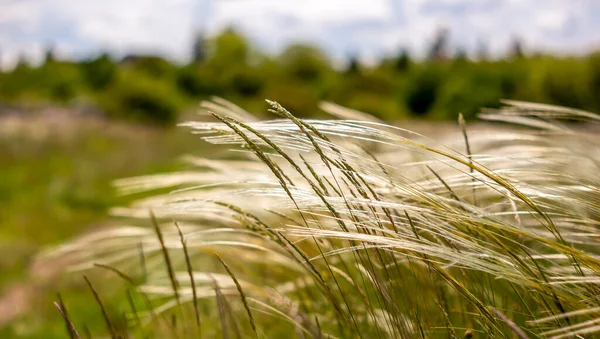 Bannière Herbe Fleurs Avec Graines Été Allergie Pollen Concept Allergène — Photo