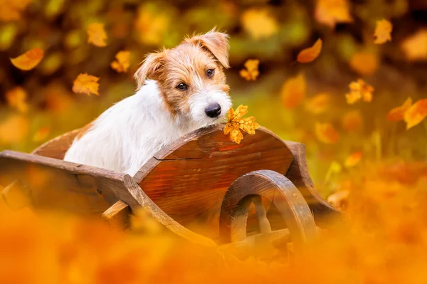 Αστείο Χαριτωμένο Κουτάβι Κατοικίδιο Ζώο Ακούει Φύλλα Πορτοκαλί Χρυσή Φθινόπωρο — Φωτογραφία Αρχείου