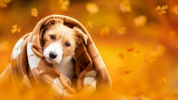 Lindo Perro Mascota Feliz Cachorro Escuchando Desde Una Manta Con — Foto de Stock