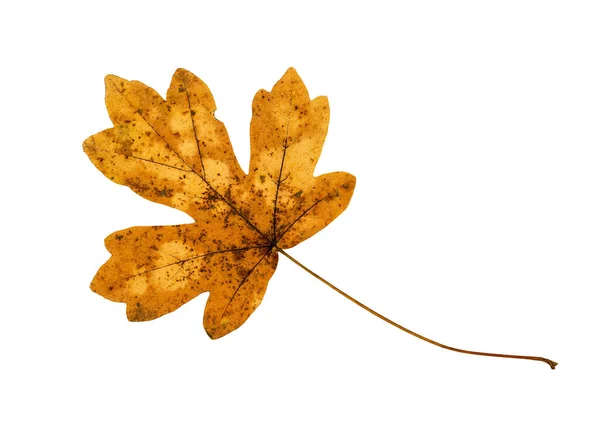 Izolované Oranžové Červené Zlato Podzim Javorový List Bílém Pozadí Prvek — Stock fotografie