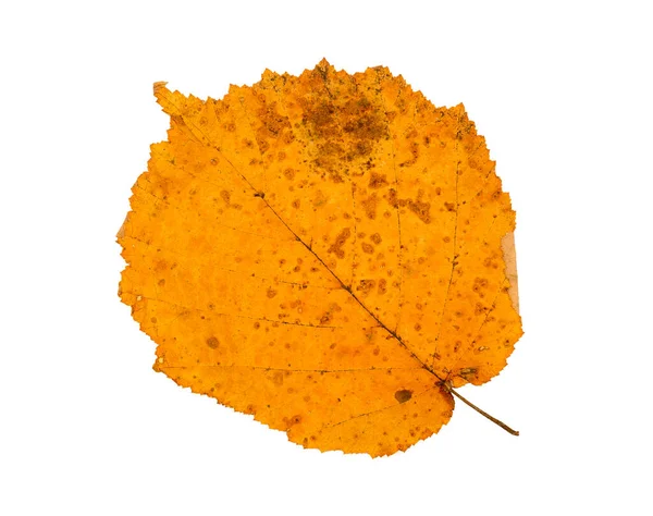 Izolované Oranžové Červené Zlato Podzim Lískový List Bílém Pozadí — Stock fotografie