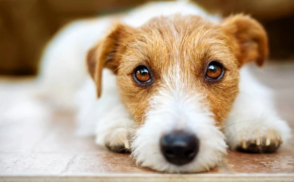 Divertido Lindo Perro Mascota Cachorro Expresión Cara Emoción Amor — Foto de Stock