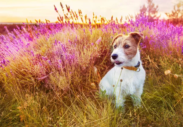Söt Glad Jack Russell Terrier Sällskapsdjur Hund Valp Sitter Lyssna — Stockfoto