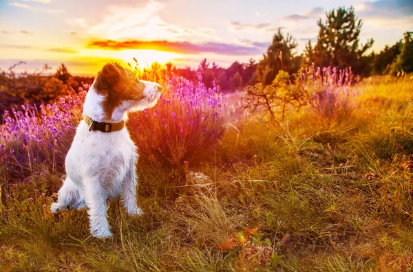 Vacker Glad Jack Russell Terrier Sällskapsdjur Hund Sitter Lyssnar Gräset — Stockfoto