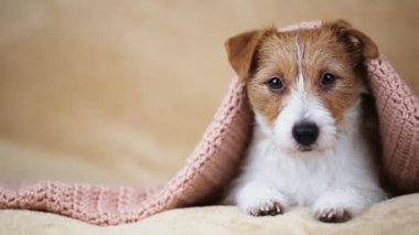 Şirin, mutlu Jack Russell Terrier köpeği evdeki kanepede dinleniyor ve dinliyor. Kopyalama alanı ile.