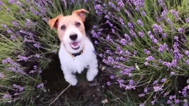 Sevimli, mutlu Jack Russell terrier itaatkar köpek yavrusu yalvarıyor, yazın lavanta tarlasında atıştırmalık yemek istiyor. Hayvan eğitimi konsepti.