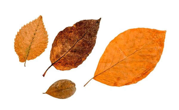 Izolované Červené Oranžové Hnědé Podzimní Listy Bílém Pozadí — Stock fotografie