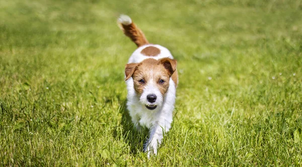 Glimlachende Gezonde Hond Puppy Wandelen Het Gras Webbanner Met Kopieerruimte — Stockfoto