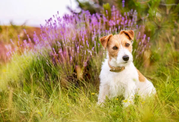 Jack Russell Terrier Vacker Söt Lydig Sällskapsdjur Hund Sitter Lyssnar — Stockfoto
