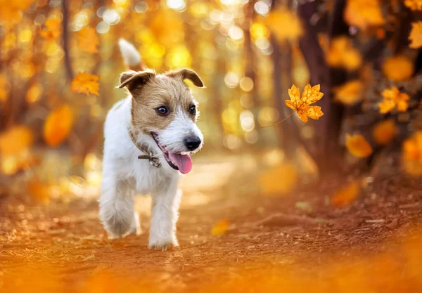 Cachorro Mascota Feliz Paseando Bosque Naranja Dorado Otoño Otoño Concepto — Foto de Stock