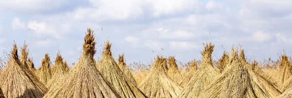 Bannière Web Faisceaux Roseaux Agriculture Rural Concept Récolte — Photo