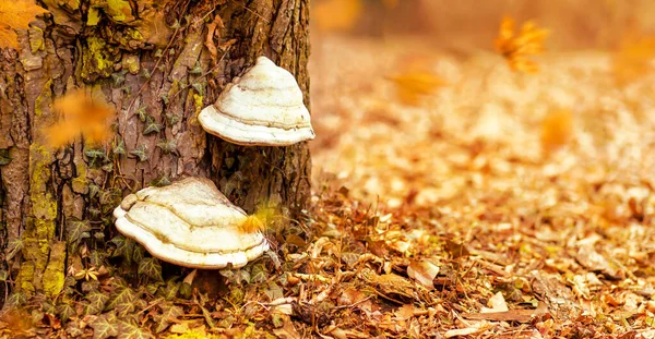 Tronco Árbol Con Hongo Fondo Dorado Otoño Pancarta Con Espacio — Foto de Stock