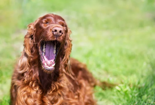 Happy laughing dog yawning in the grass. Funny pet face.
