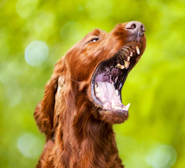 Funny animal head, face. Noisy pet dog barking, yawning, opening his mouth on green background.