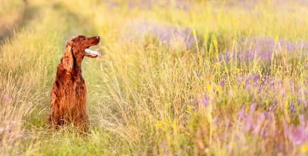 Banner, background of a beautiful happy panting dog in summer in the flowering grass field with copy space