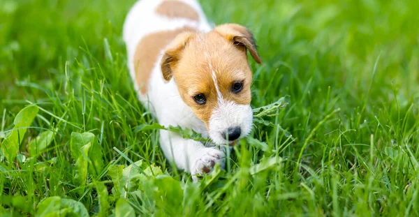 Sevimli Bir Evcil Köpek Yavrusunun Afişi — Stok fotoğraf