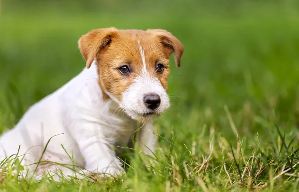 可愛いです幸せな健康なペット犬子犬草の中に座って聞いて — ストック写真