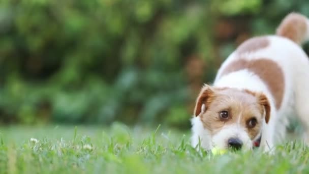 顽皮快乐有趣可爱的宠物狗小狗在草地上玩玩具球 宠物狗护理 — 图库视频影像
