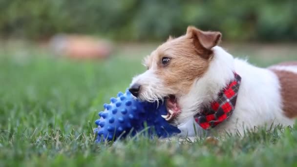 遊び心のある幸せなかわいい犬の子犬は 芝生の中でおもちゃのボールで遊んで噛む ペットケア — ストック動画