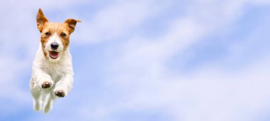 İzole edilmiş mutlu evcil köpek koşuyor, mavi gökyüzü arka planında zıplıyor, web afişi