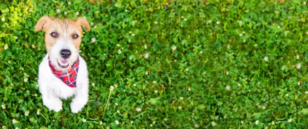 Милый Счастливый Послушный Щенок Щенок Умоляя Слушая Траве Животное Тренировки — стоковое фото