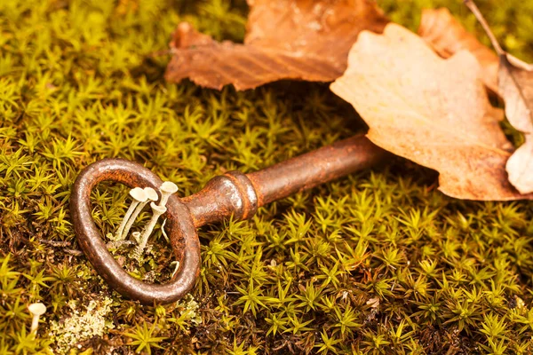 Arrugginito Chiave Antica Foglie Nella Foresta Sfondo Autunno — Foto Stock