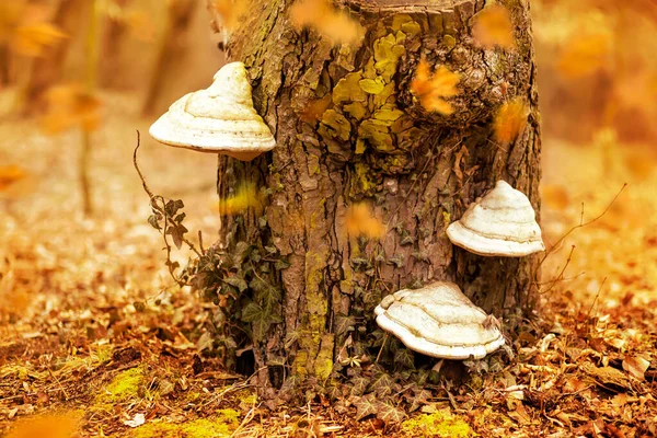 Tronco Árvore Com Fungo Fundo Natureza Outono Dourado — Fotografia de Stock
