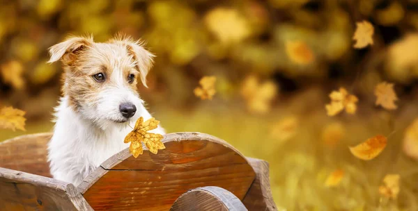 Χαριτωμένο Κουτάβι Κατοικίδιο Ζώο Ακούει Χρυσά Φύλλα Φθινόπωρο Πανό — Φωτογραφία Αρχείου