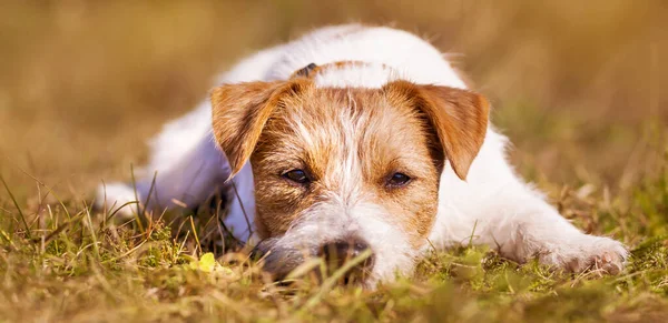 Chien Paresseux Endormi Chien Chiot Reposant Dans Herbe Automne — Photo