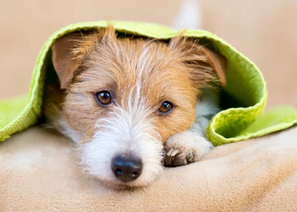 Face Furry Happy Dog Puppy Towel Bath Shower Pet Care — Stock Photo, Image