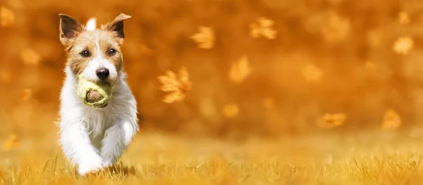 Cachorro Perro Mascota Feliz Paseando Por Hierba Banner Otoño Naranja —  Fotos de Stock