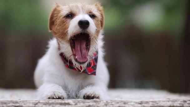 Rolig Söt Vila Jack Russell Terrier Sällskapsdjur Hund Valp Gäspning — Stockvideo