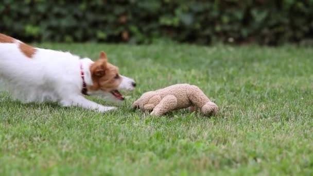 遊び心のある面白い幸せなかわいいペットの犬の子犬を実行してキャッチ 彼のおもちゃをかむ スローモーション — ストック動画