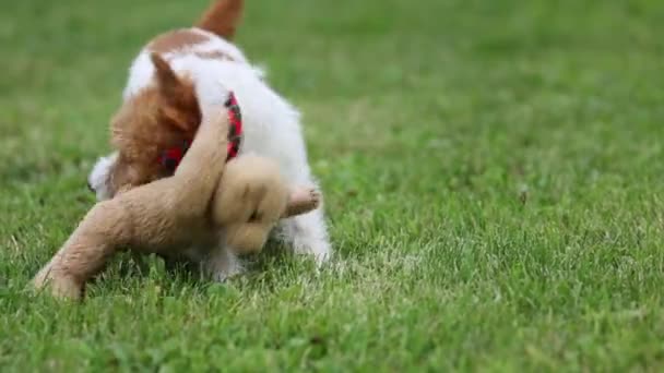 遊び心のある面白い幸せなかわいいペットの犬の子犬は 草の中に彼のおもちゃを噛む 引っ張っ スローモーション — ストック動画