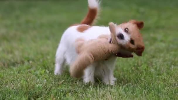 搞笑快乐可爱的小狗在草地上玩耍 咀嚼他的玩具 慢动作 — 图库视频影像