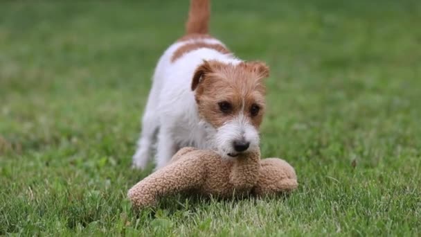 遊び心のある面白い幸せなかわいいペットの犬の子犬は 草の中に彼のおもちゃをかむ 噛む演奏 スローモーション — ストック動画