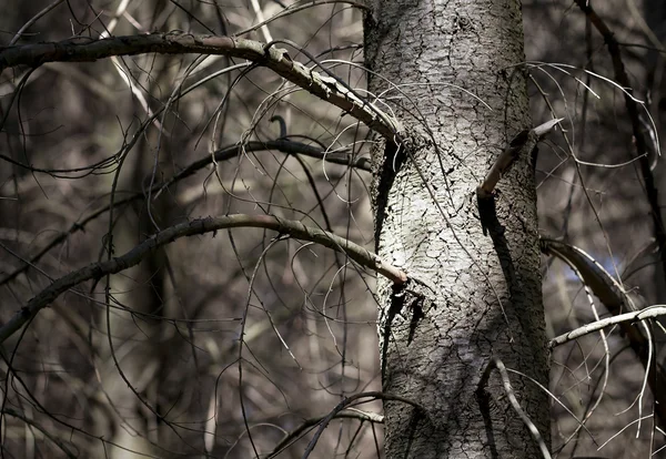 Změna klimatu — Stock fotografie