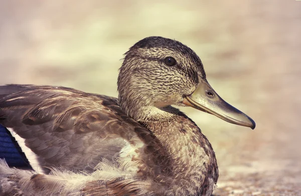 Cane divertente — Foto Stock