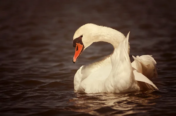 Cisne bonito — Fotografia de Stock