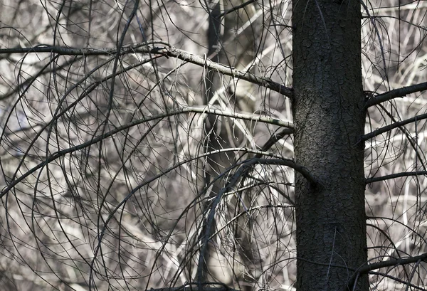 Klimatförändringar — Stockfoto