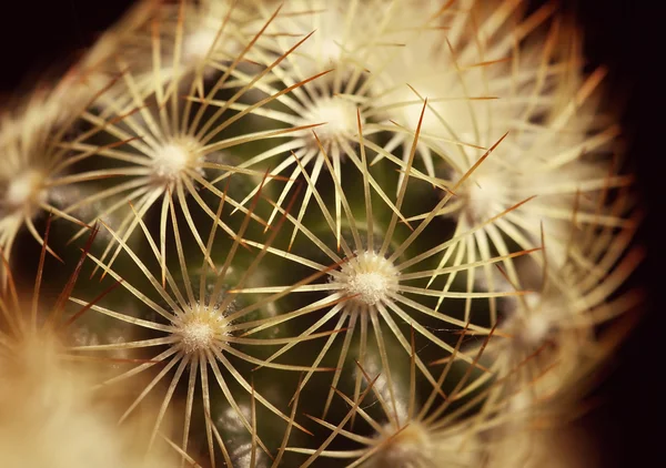 Macro de cactus — Foto de Stock