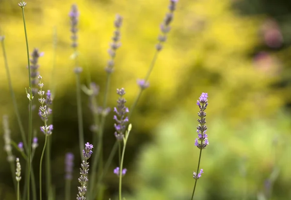 Lavanda — Foto Stock