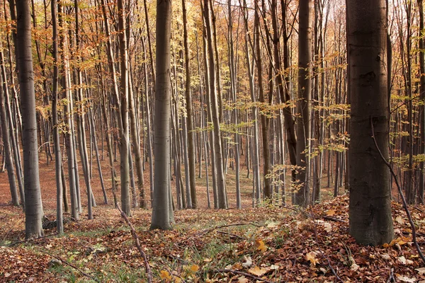 Floresta de outono — Fotografia de Stock