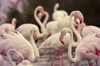 güzel Flamingo
