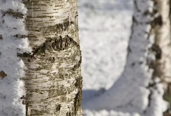 Abedules de invierno —  Fotos de Stock