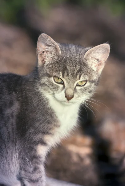 Bebek kedi yavrusu — Stok fotoğraf