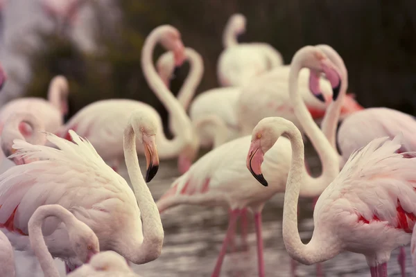 Beautiful flamingos — Stock Photo, Image